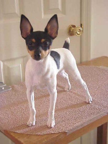 american toy terrier