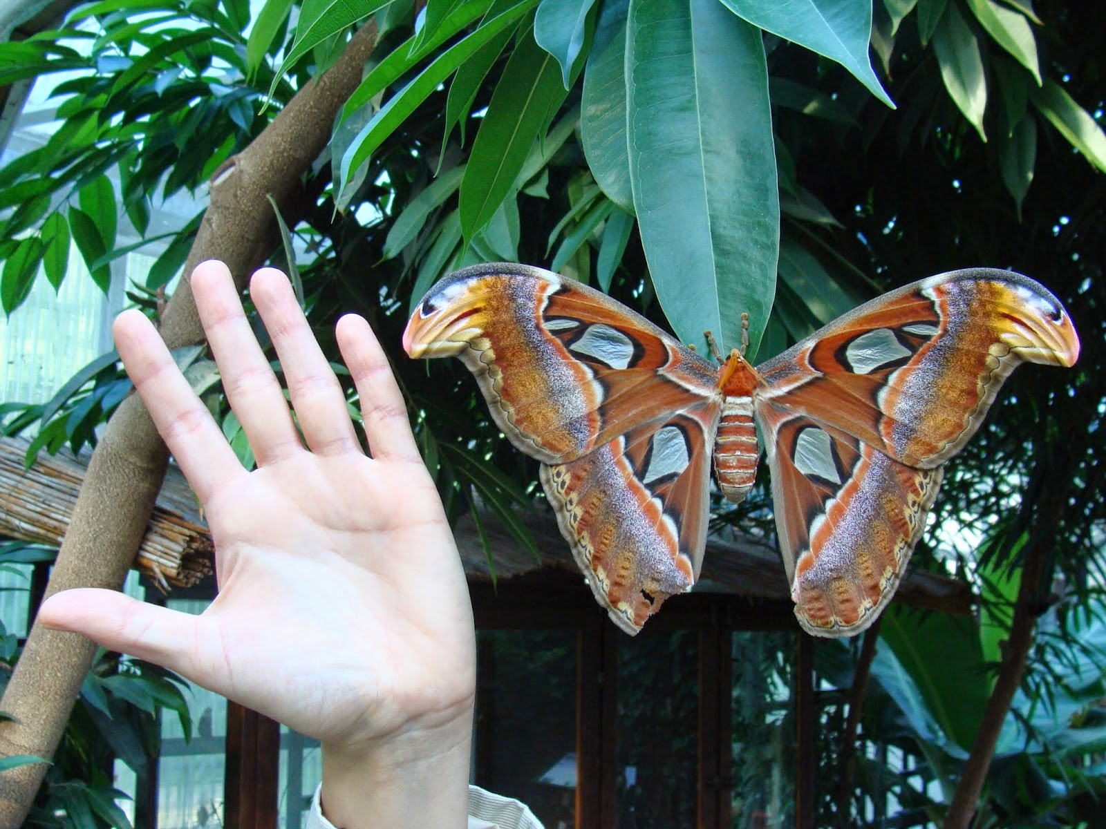 Der Garten der Schmetterlinge Schloss Sayn Kobieta z walizką...