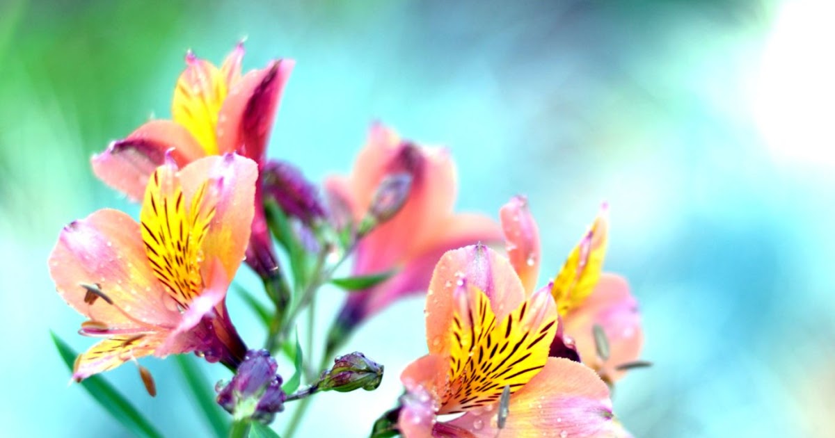 Nature Photography Flowers | Wallpapers Gallery