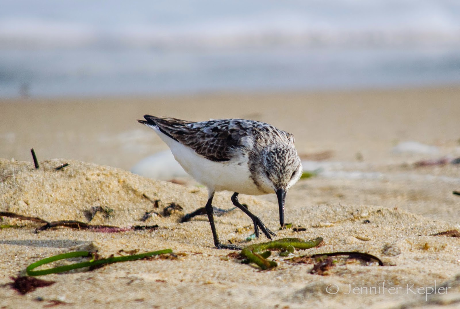 Snapshots of Nature Cape Cod Beach Bum Birds