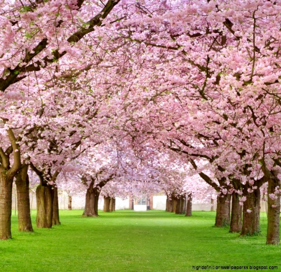 Nature Cherry Blossoms Trees Creative Photography Wallpaper Nature Cherry Blossoms Trees Creative Photography Wallpaper