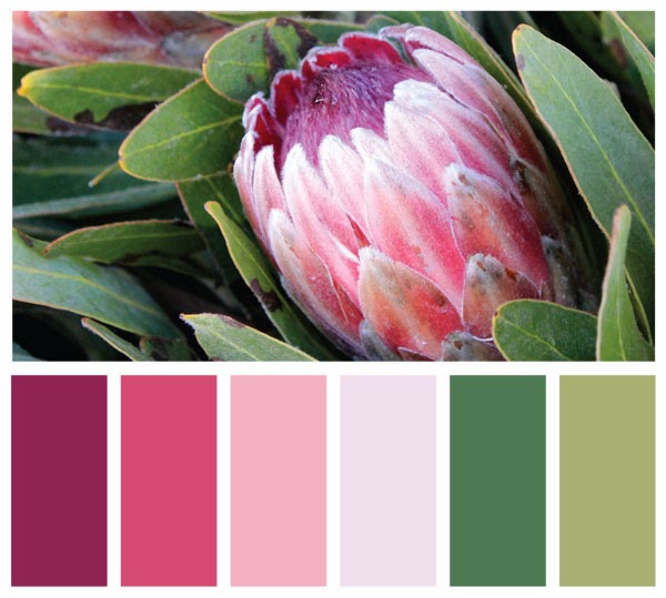 Color Swatch Palette made from a photo of flowers Color Swatch Palette made from a photo of flowers