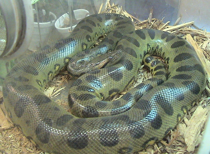green anaconda largest anaconda in world. green anaconda