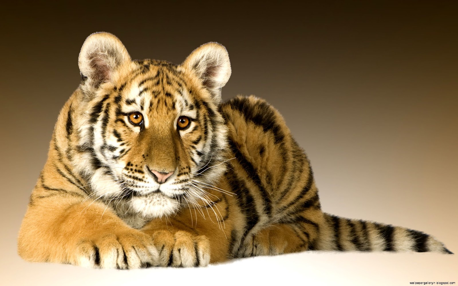 Baby Tigers Wallpaper High Definition Baby Tigers Wallpaper High Definition