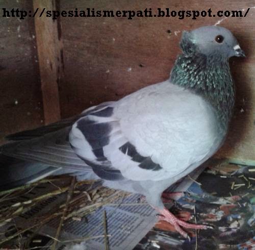 Spesialis Merpati Merpati Keter