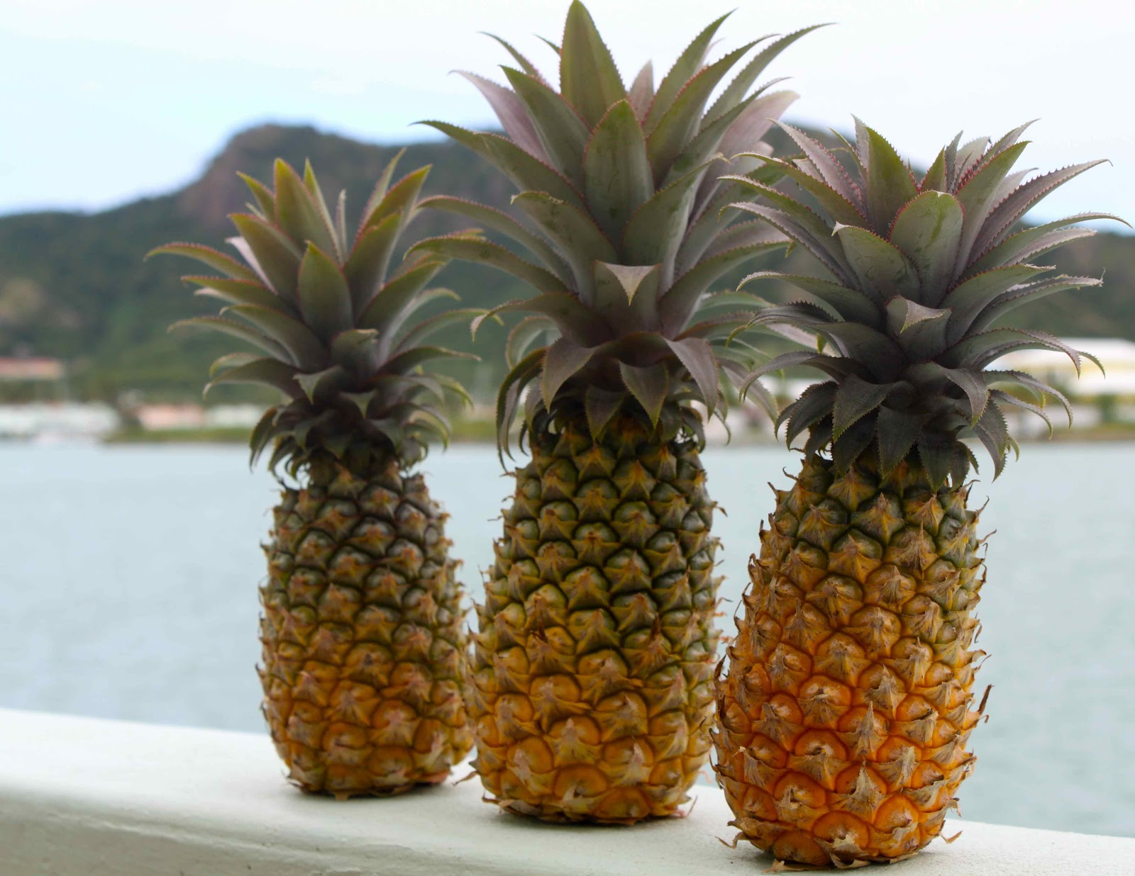 pineapple.theproduceblog.1.jpg.