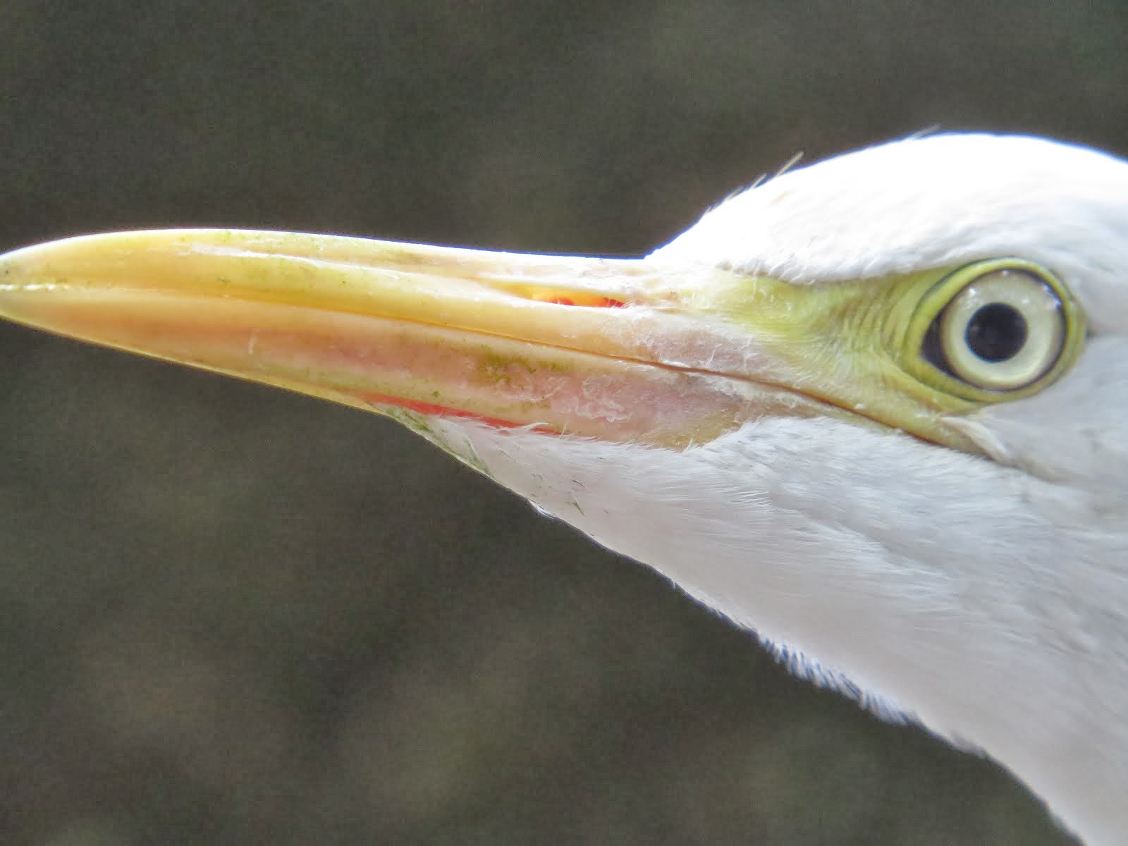 Cattle egret