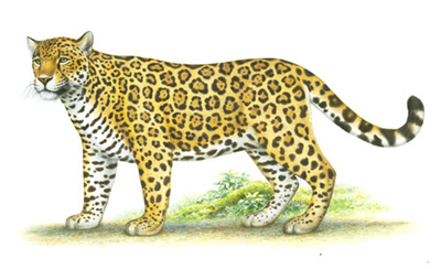 ANIMALES EN EXTINCION EN COLOMBIA