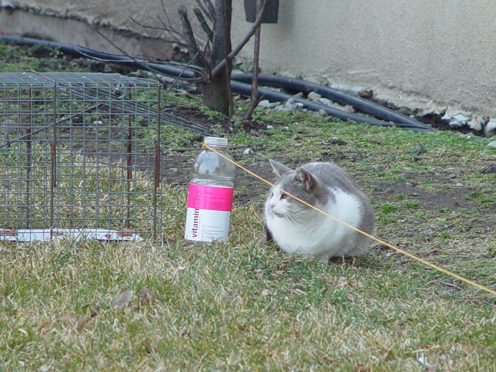 Taming Feral Cats / Kittens 24 Always TRAP feral kittens, don't CHASE
