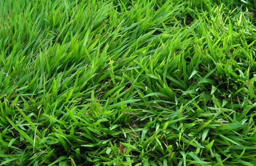 Rumput Tetangga Lebih Hijau Kebun Taman Rumah Orang Lain