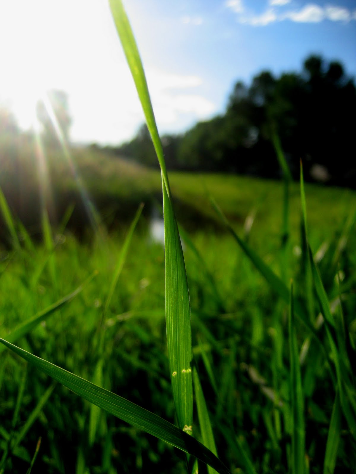Single Blade Of Grass