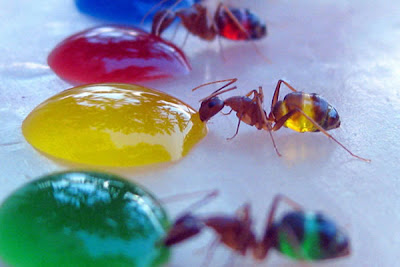 hormigas tomando agua de colores