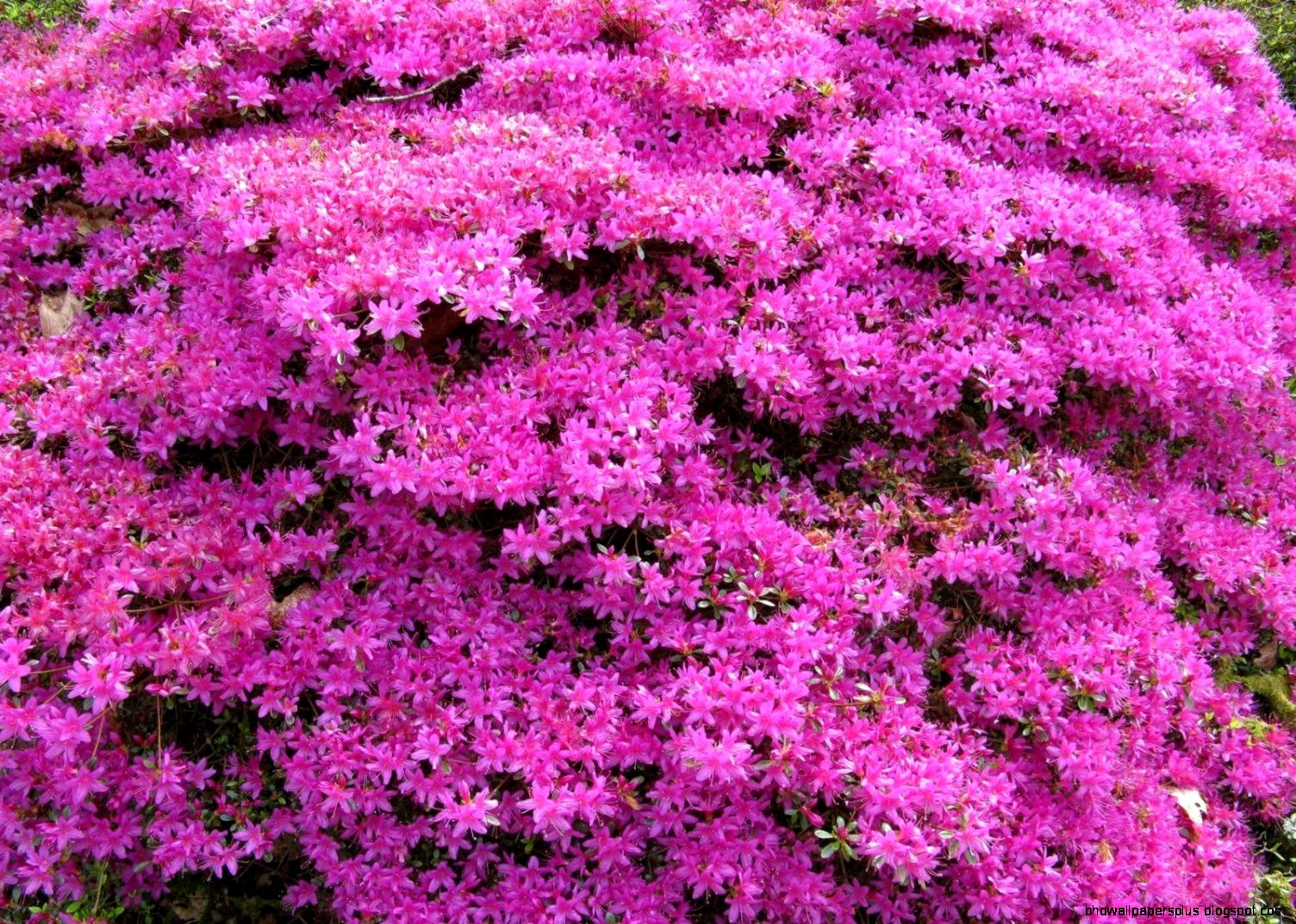 Flowering Shrubs Free Wallpapers HD Flowering Shrubs Free Wallpapers HD