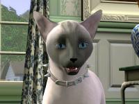 catstory-4.jpg