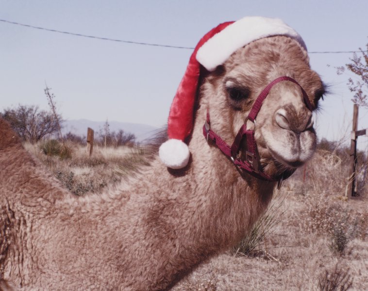 Xmas%2Bcamel.jpg