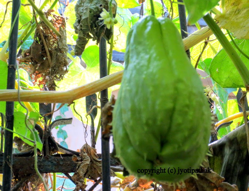 Taste of Nepal Chayote Squash इस्कुश (Iskush ko Tarkaari)