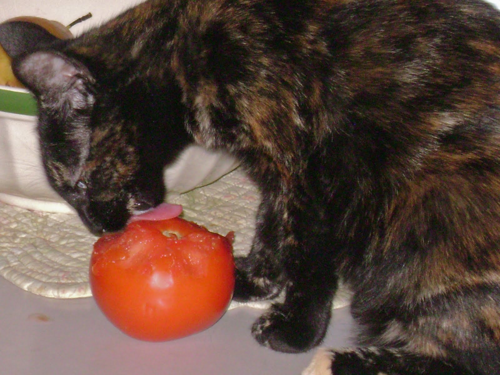 Away From the Ocean The tomatoeating Cat