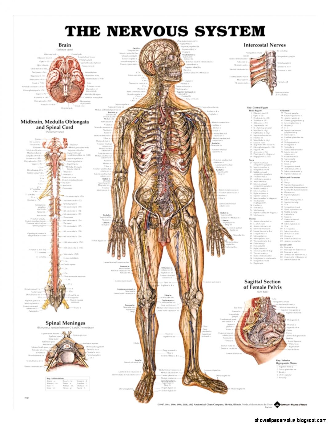 Anatomical Charts Physiotherapy Charts Posters Page 1 Anatomical Charts Physiotherapy Charts Posters Page 1