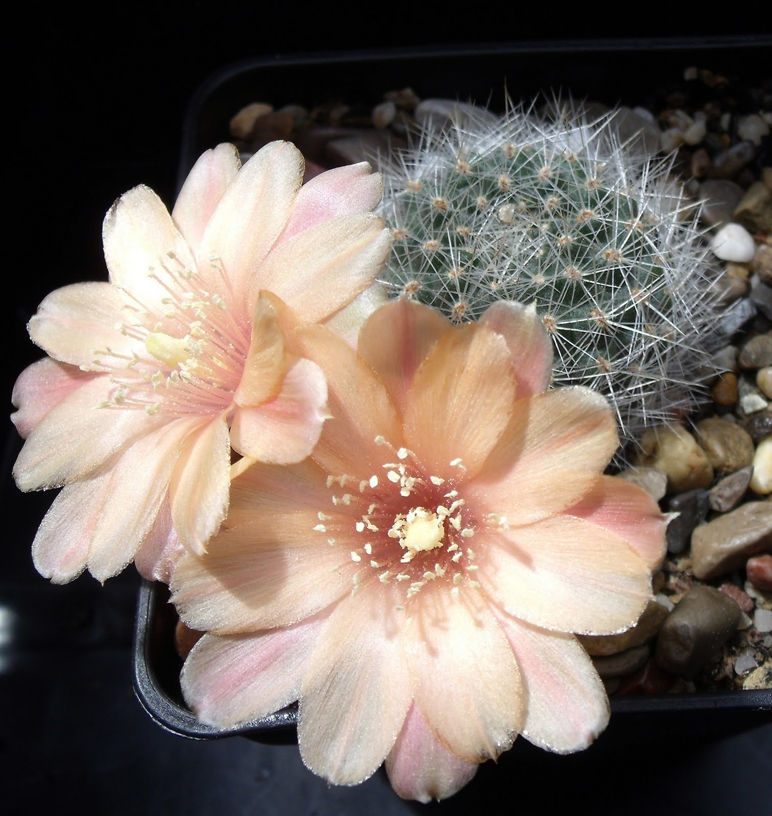 Imagenes De Flores Con Espinas - Imágenes de flores Cactus espinas Flowerjpg ru