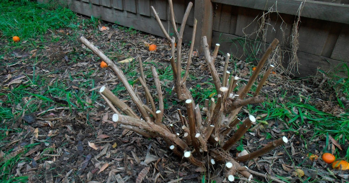 Tracy Asteraceae My first hydrangea pruning!