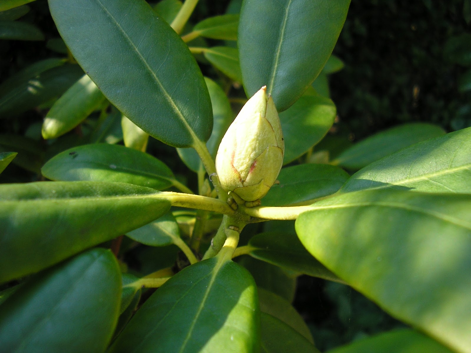 IN MÍJN TUIN ACHTER DE RODODENDRON