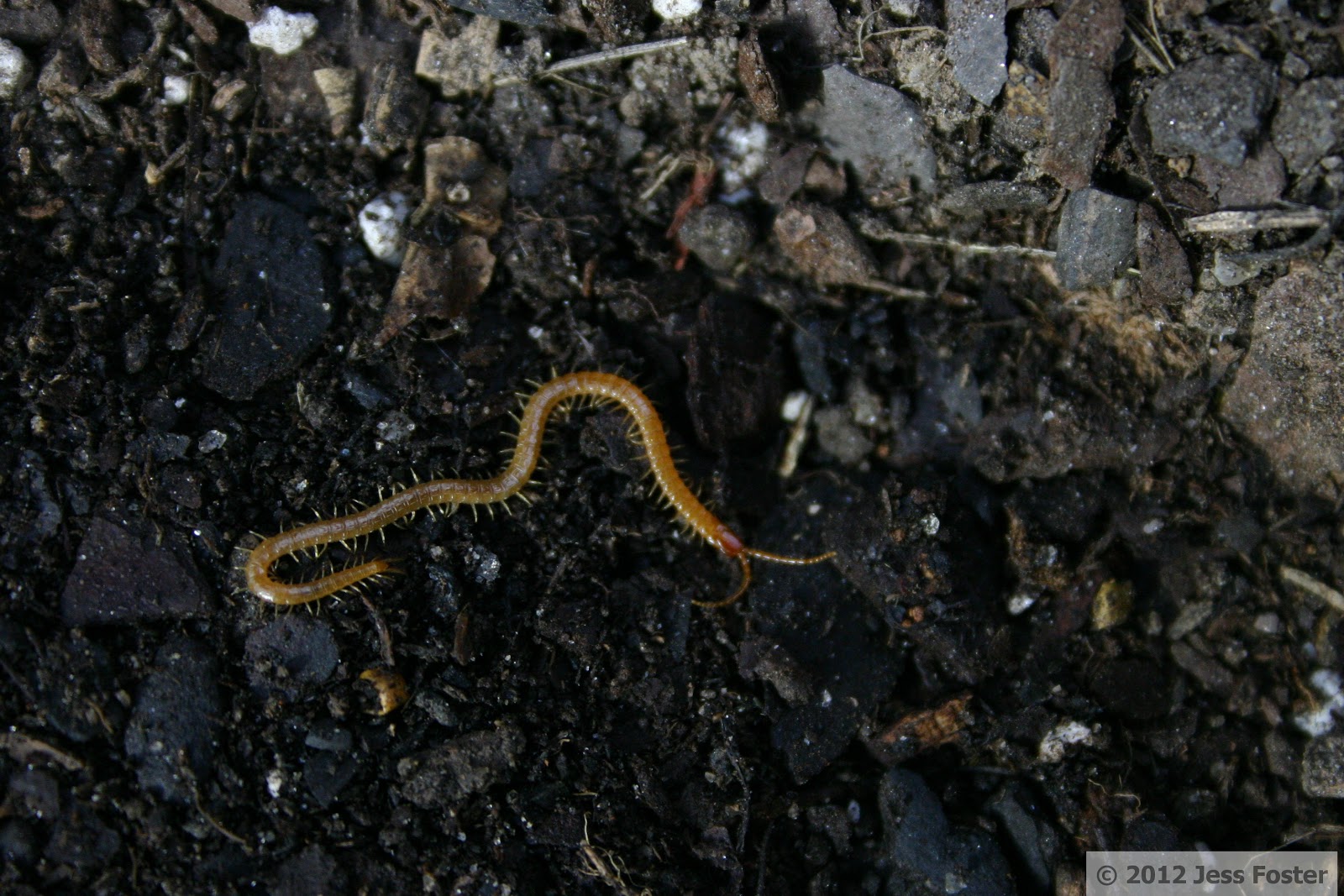 Sluggin� Along Soil Centipede