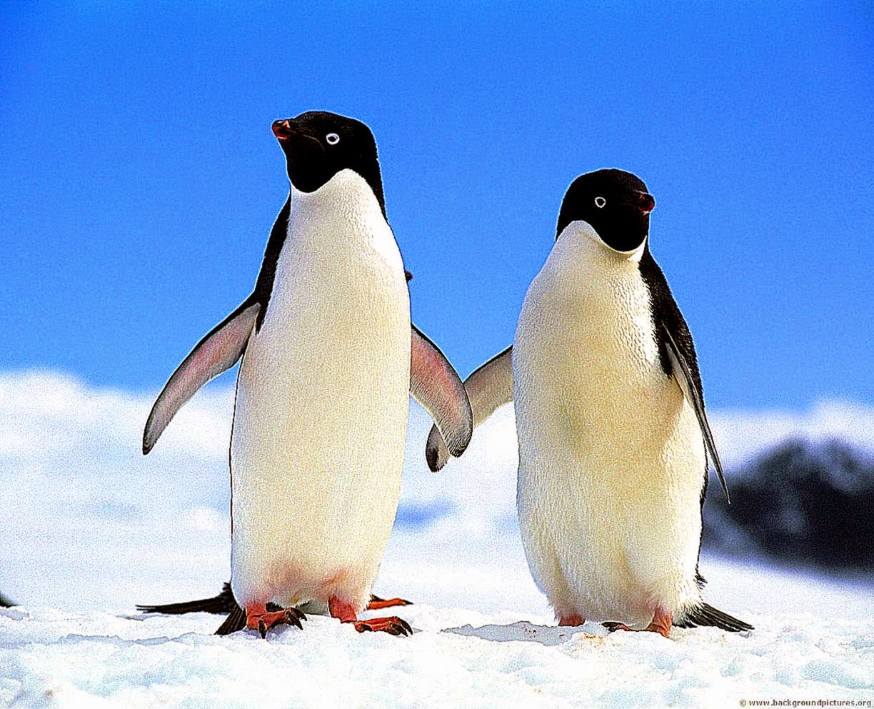 Funny Penguins Phone Wallpapers Android 13 Hd Photos Funny Penguins Phone Wallpapers Android 13 Hd Photos