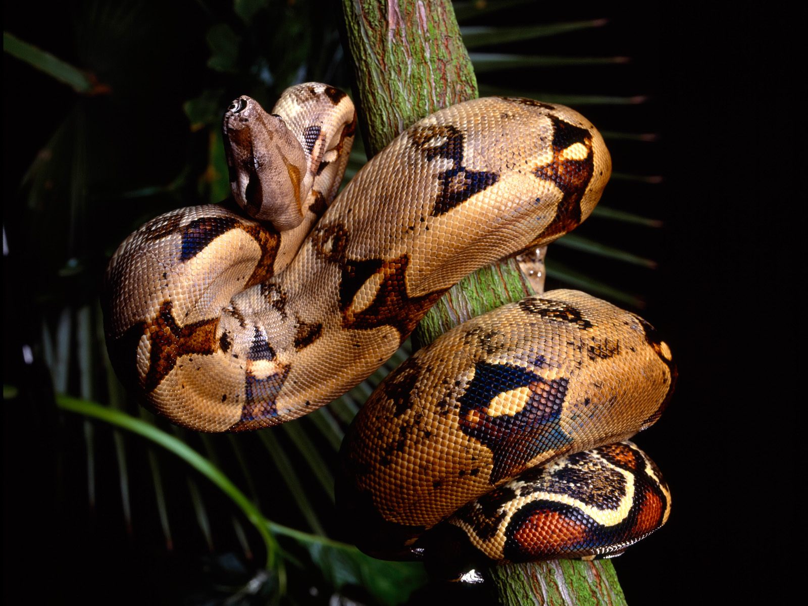 RedTailed Boa Constrictor