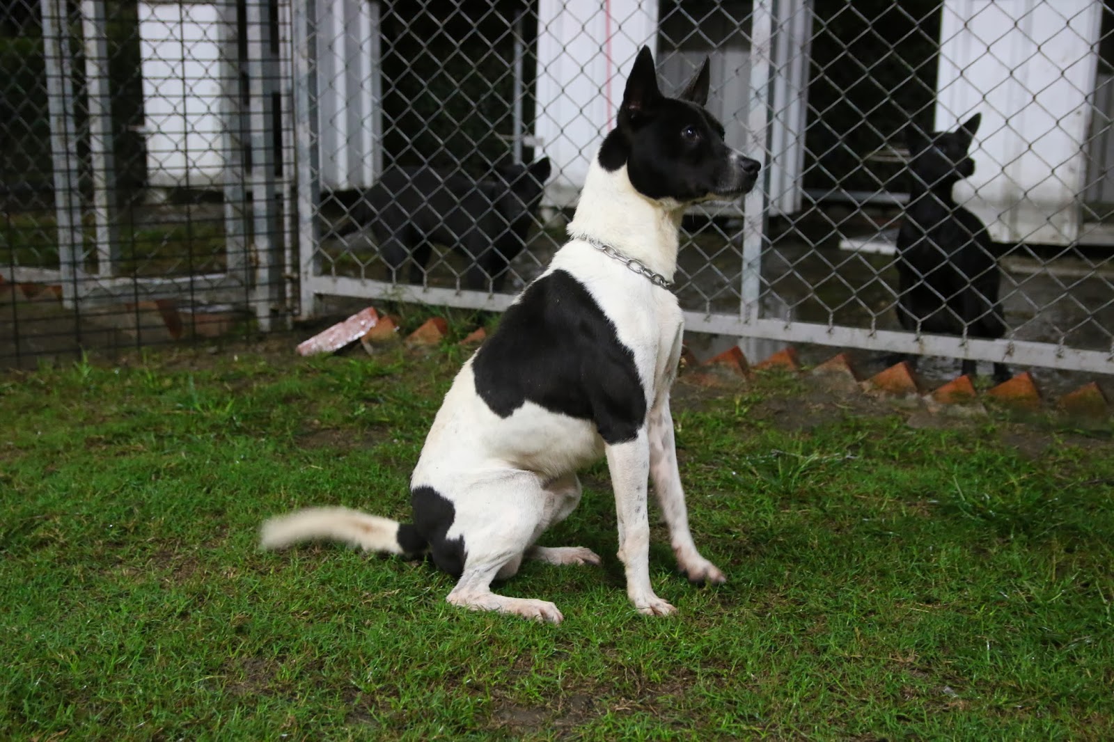 日曜犬舍 台灣土狗一級純度原生種布農犬專業育種 一月14