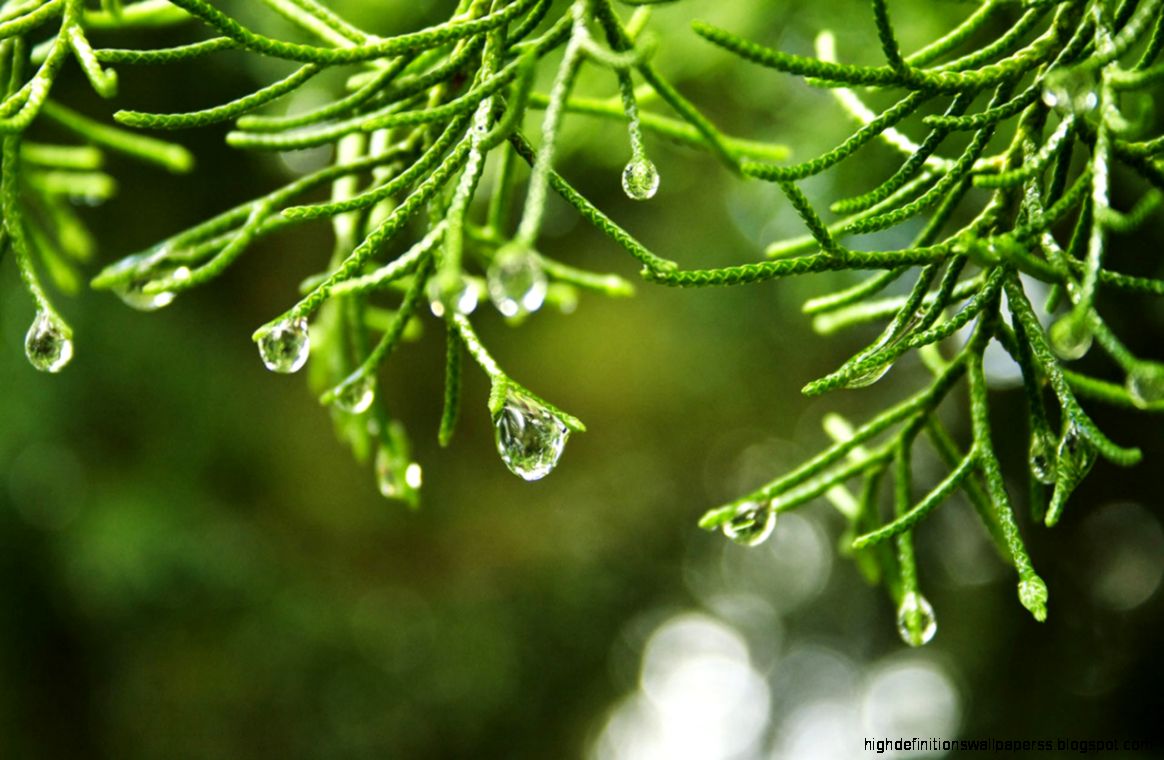 Water Droplets On Trees Images for Desktop Water Droplets On Trees Images for Desktop