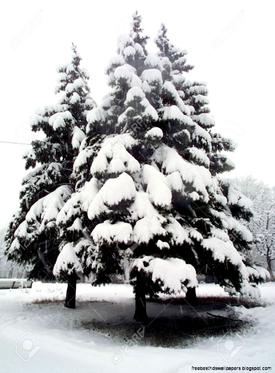 Fir Trees Covered In Snow