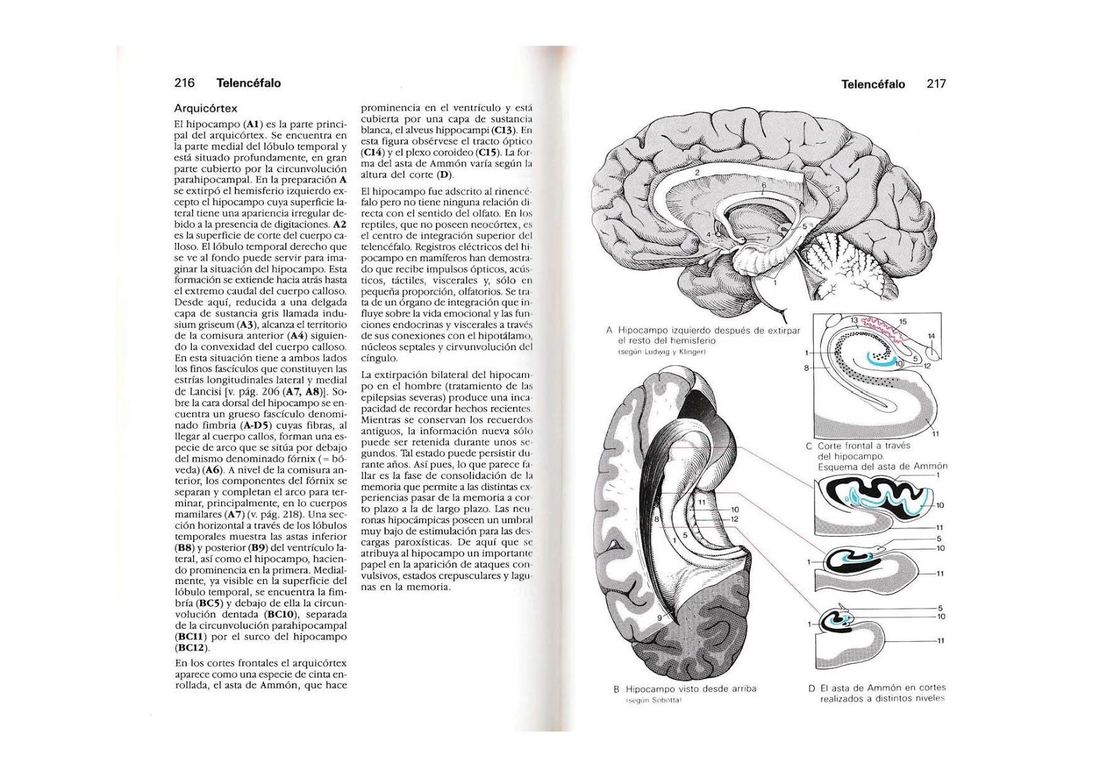Neuroanatomia Clinica Snell 7 Edicion