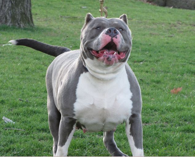 Vicious Cross Breed Dog Vicious Cross Breed Dog
