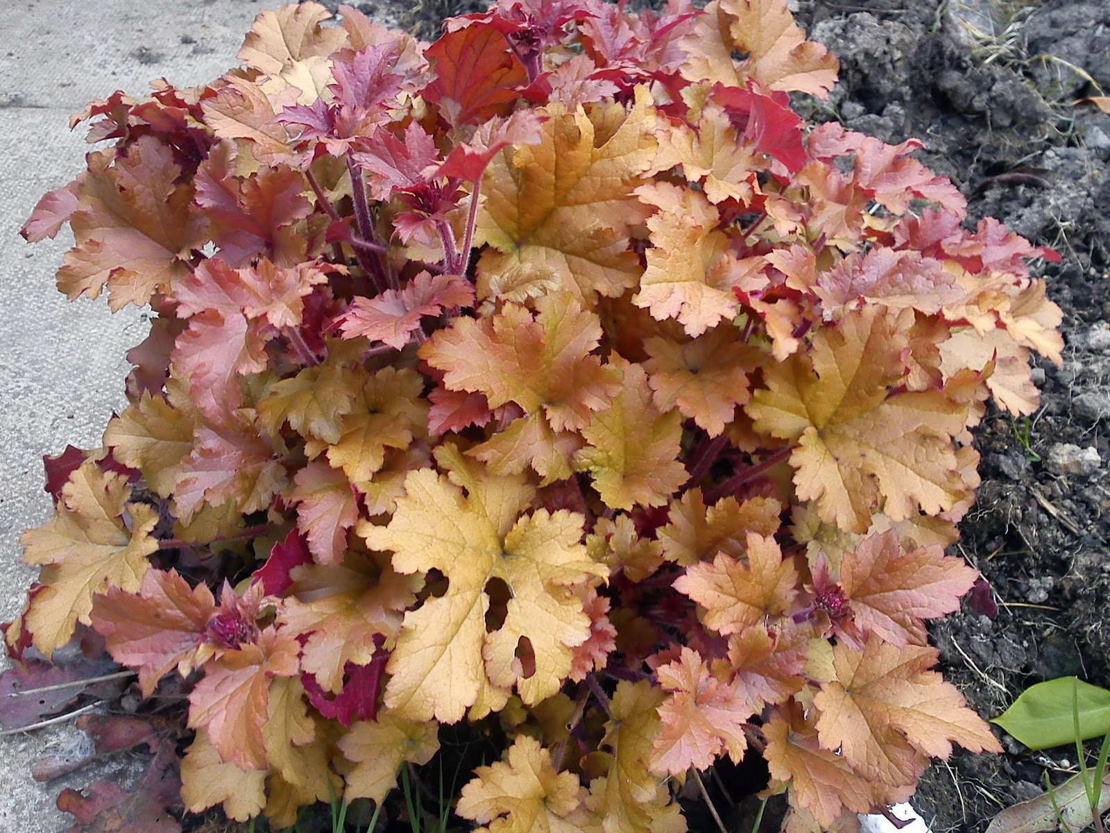 Heuchera 'Marmalade' • hardy to 30 degrees, sun to partial shade