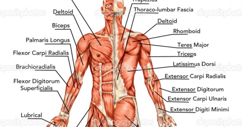 Anatomy Diagrams | HD Wallpapers Plus