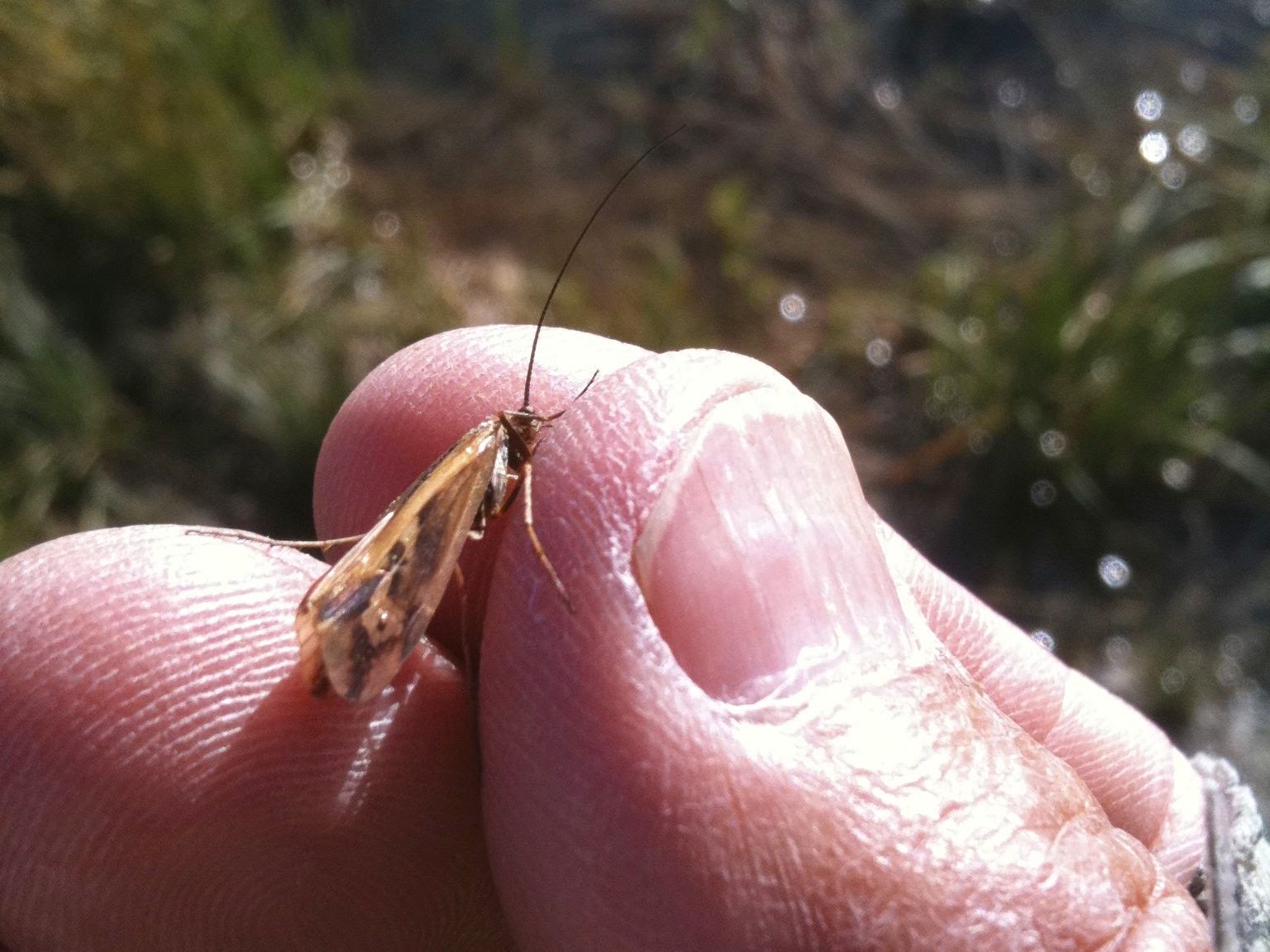 Fish B4U Fly Don't listen to your mother about the Arkansas River