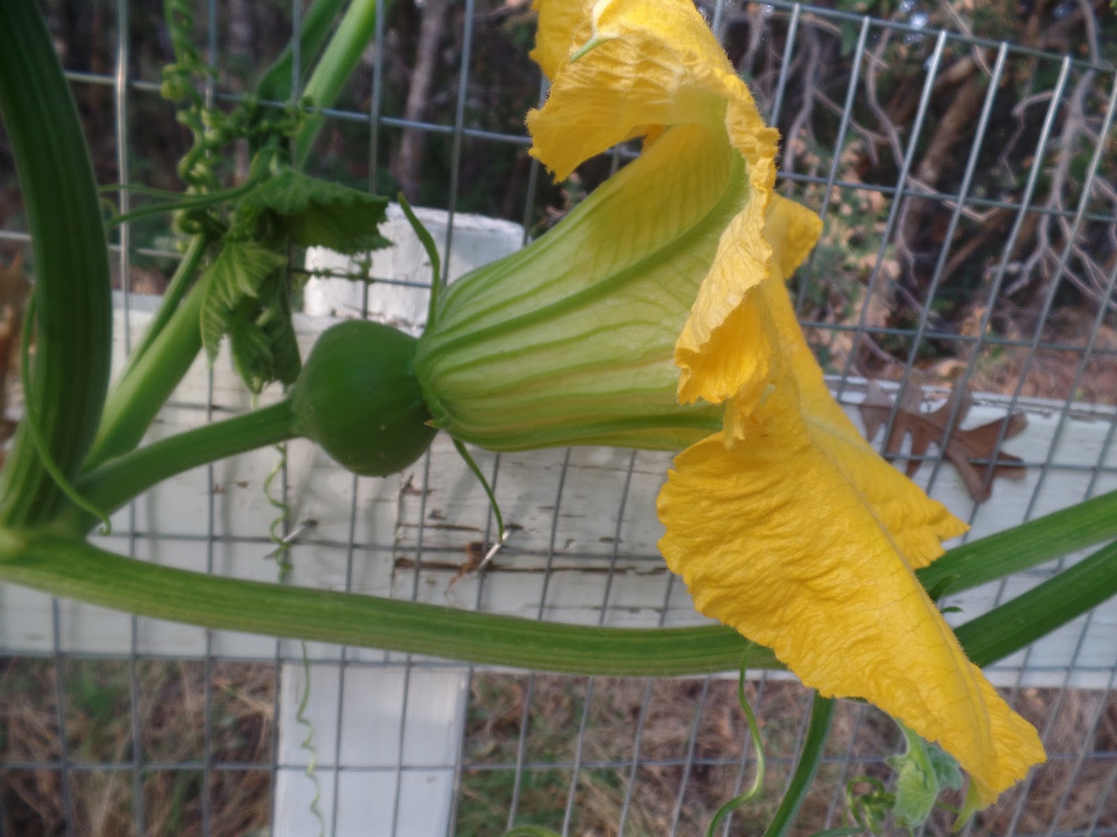 Growing Organic Cucumbers So Many Flowers So Few Fruits