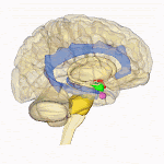 Del cerebro