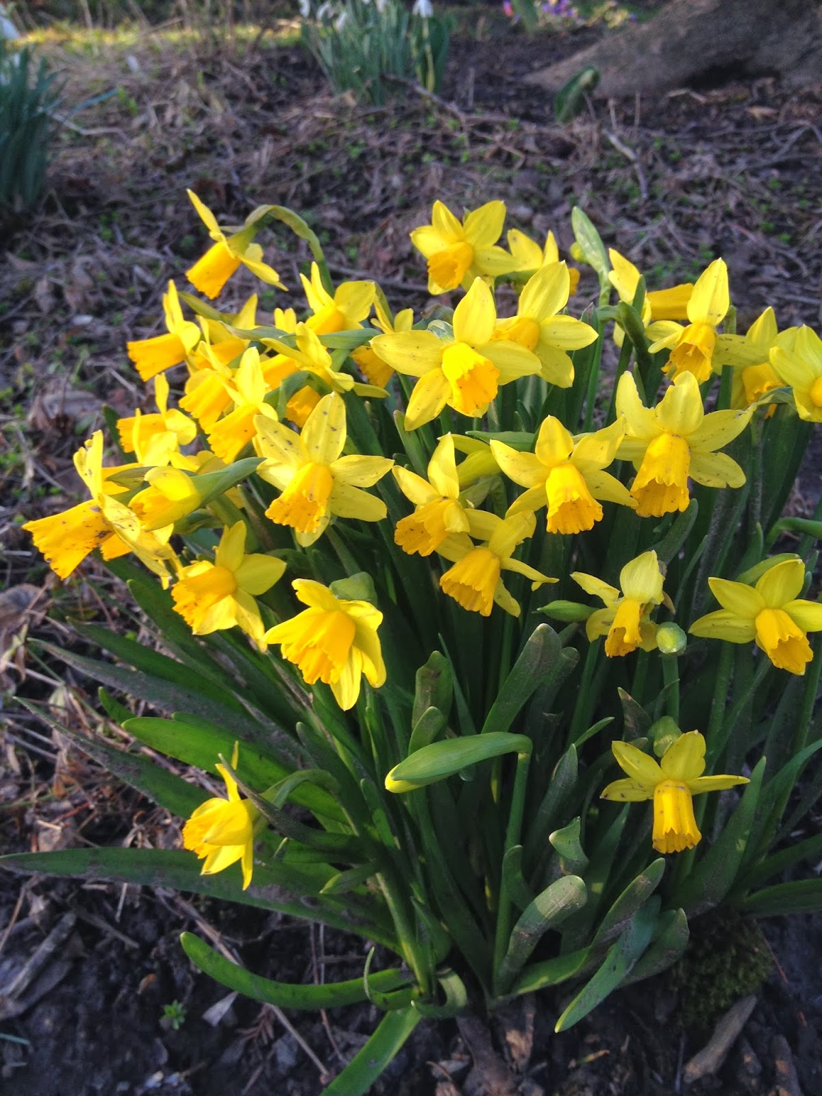 My Favorite Plant This Week Red Flowering Currant