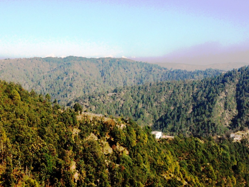 RESIDENTIAL LAND / PLOT FOR SALE IN MUKTESHWAR, NAINITAL