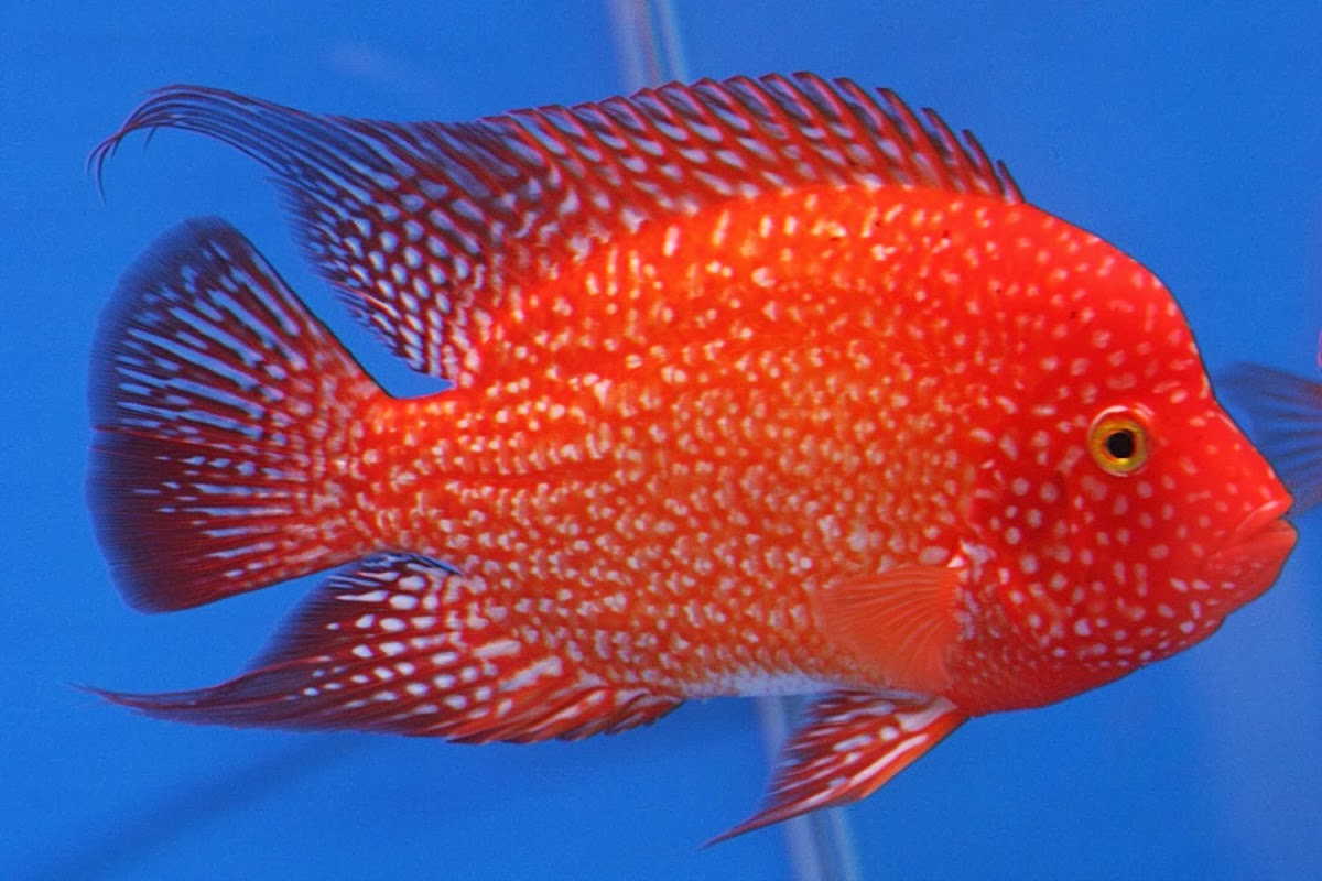 freshwater aquarium fish top 10 - Top 10 Freshwater Aquarium Fish