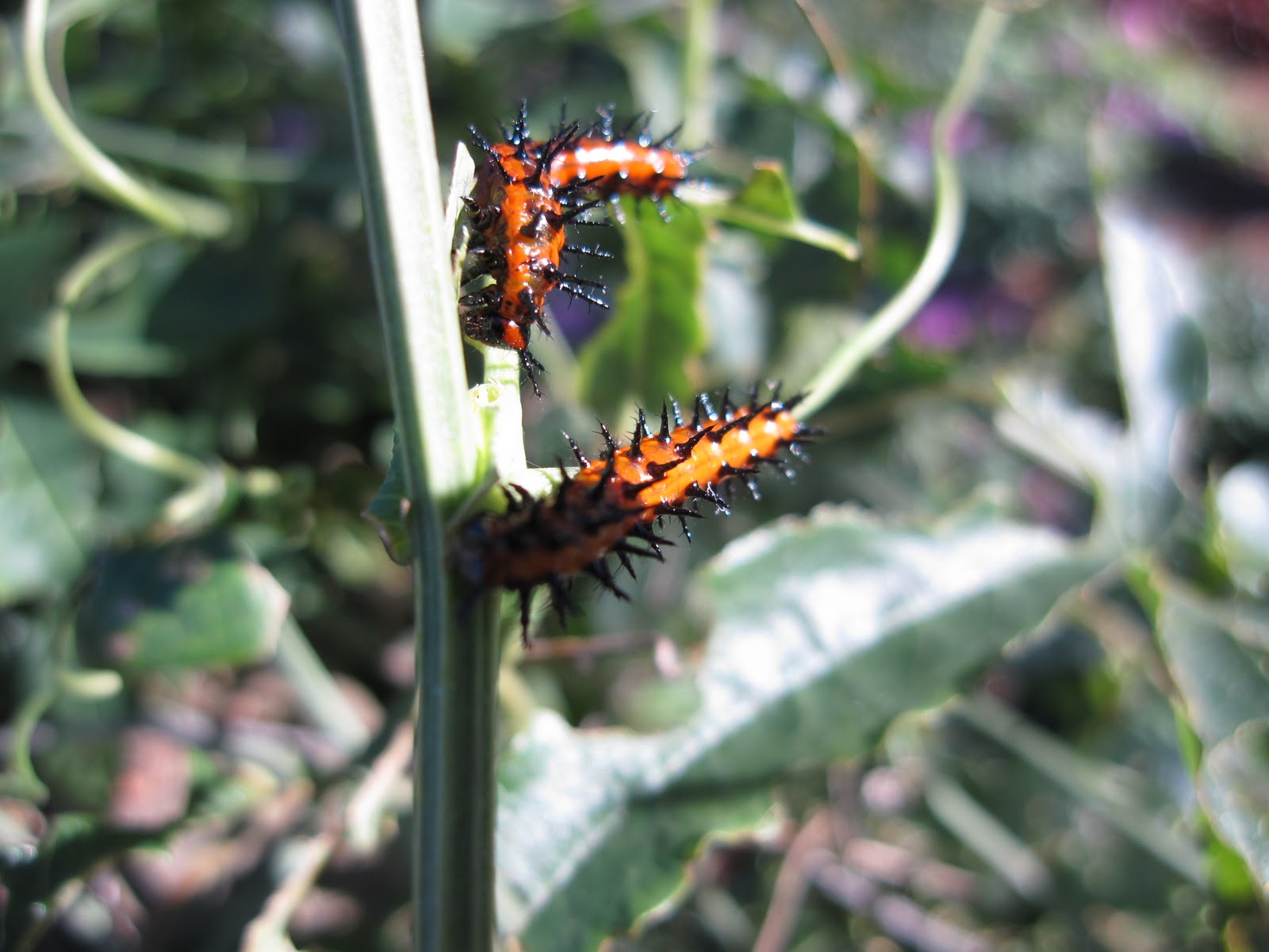 Gardening for Butterflies Gulf Fritillary Butterfly