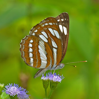 Butterflies of Peninsular Malaysia