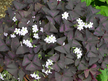 Shamrock in Bloom