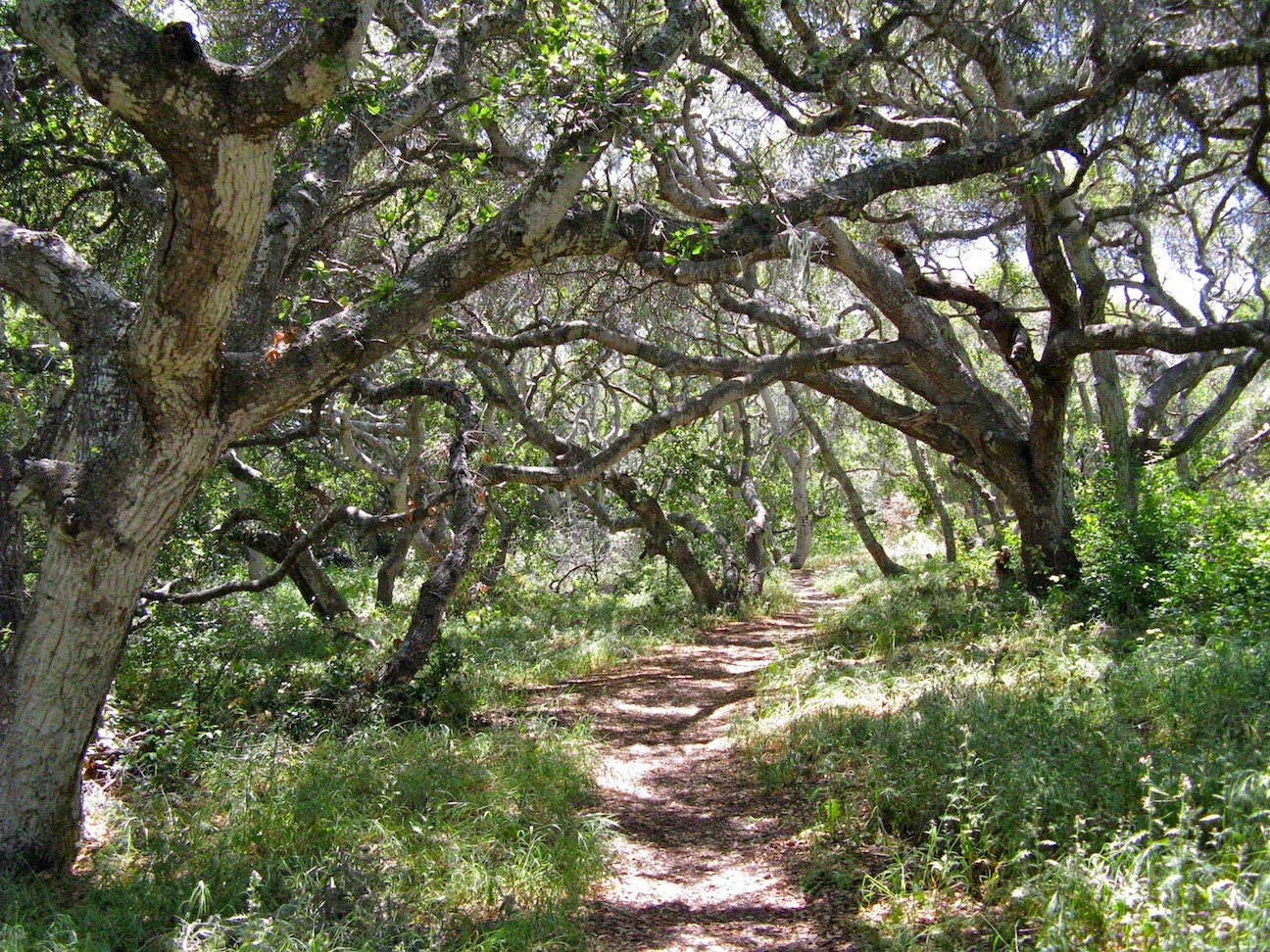 Coast Live Oaks. Live oaks, Landscape, Tree