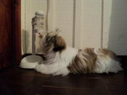 MODO RUIM PARA O CÃO