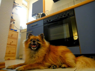 Berlin oven repair - happy pomeranian dog