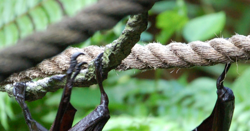 Kasiyanta Blog Kelelawar