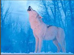 The Site Mascot: Wolfy