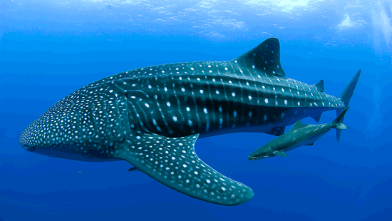 RTSea Blog: observations on oceans, sharks and nature: India's Whale Sharks:  a migrating population may be unique to India